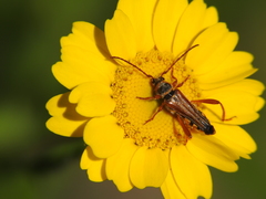 Stenopterus mauritanicus