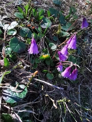 Soldanella pusilla