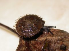 Stenotrema barbigerum