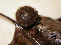 Stenotrema barbigerum