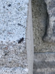Psenocerus supernotatus