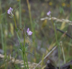 Misopates