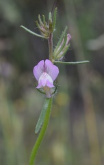 Misopates
