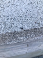 Psenocerus supernotatus