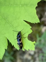 Selatosomus suckleyi