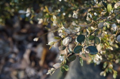 Buxus microphylla