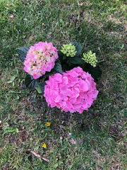 Hydrangea macrophylla