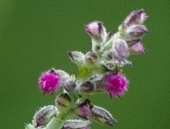 Aloysia macrostachya