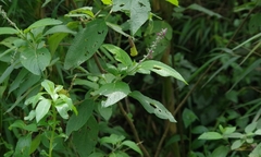 Aloysia macrostachya