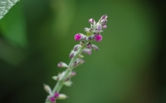 Aloysia macrostachya