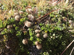 Baccharis caespitosa