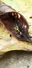 Micrathena pichincha