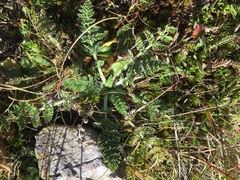 Chaerophyllum andicola