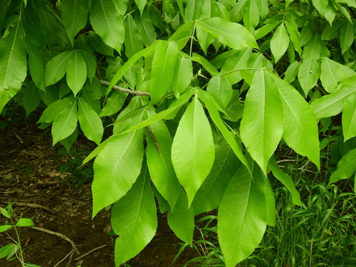 shellbark hickory (Carya laciniosa)