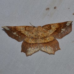 Euchlaena amoenaria