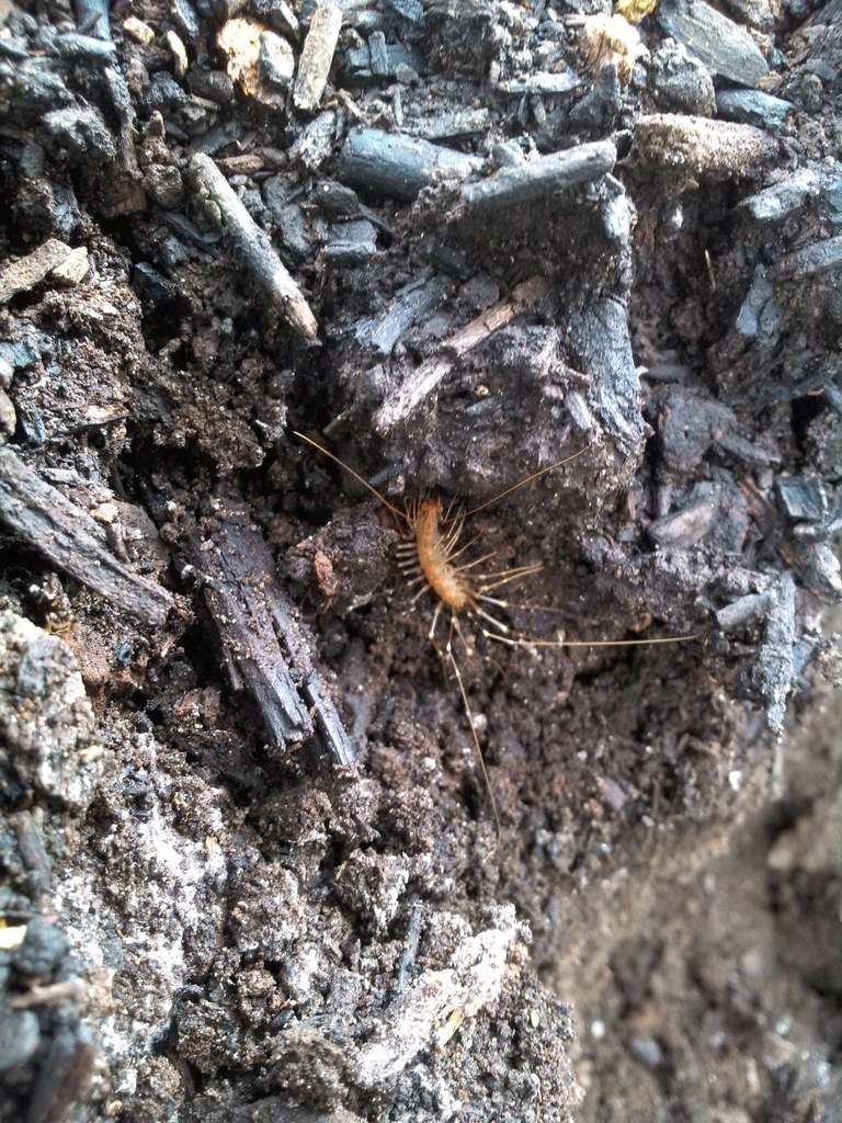 Arizona house centipede from lewisville lake environmental learning ...
