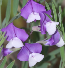 Lathyrus polymorphus