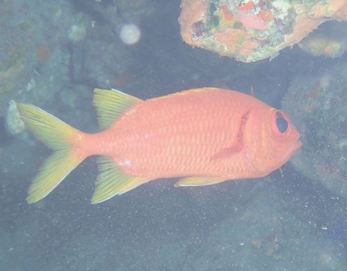 Yellowfin soldierfish (Myripristis chryseres) — Holocentridae