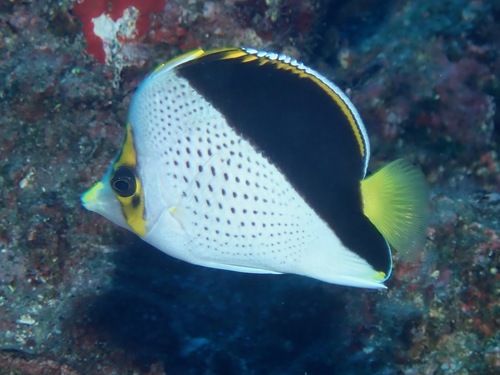 Tinker's butterflyfish (Chaetodon tinkeri) — Chaetodontidae