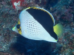Chaetodon tinkeri