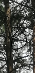 Phylloscopus trochiloides