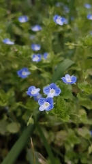 Veronica persica
