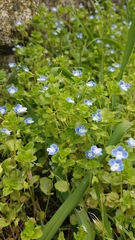 Veronica persica