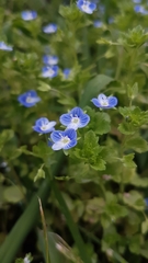 Veronica persica