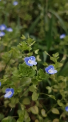 Veronica persica