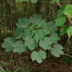 Vernicia fordii