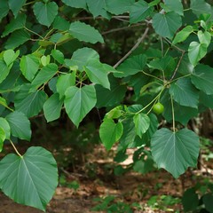 Vernicia fordii