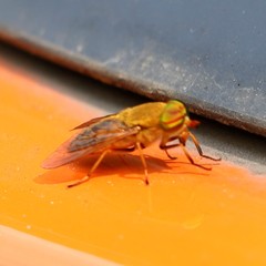 Tabanus fulvulus