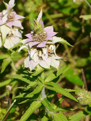 Monarda maritima