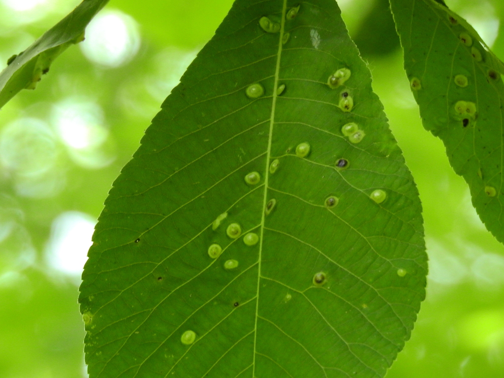 Phylloxera picta