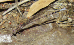 Argia munda