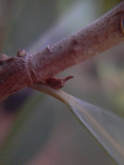 Enchenopa pachycornuta