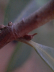 Enchenopa pachycornuta