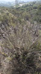 Salvia apiana × clevelandii