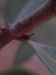 Enchenopa pachycornuta