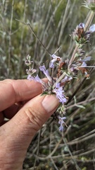 Salvia apiana × clevelandii