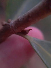 Enchenopa pachycornuta