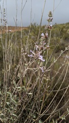 Salvia apiana × clevelandii
