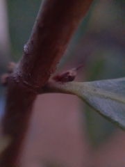 Enchenopa pachycornuta