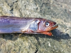 Thaleichthys pacificus