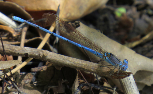 Cerulean Dancer photo 3