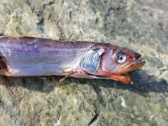 Thaleichthys pacificus