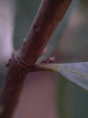 Enchenopa pachycornuta