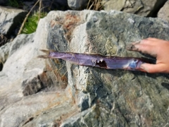 Thaleichthys pacificus