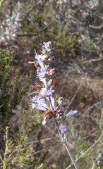 Salvia apiana × clevelandii