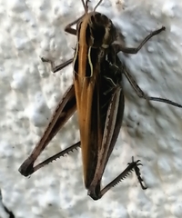 Omocestus panteli